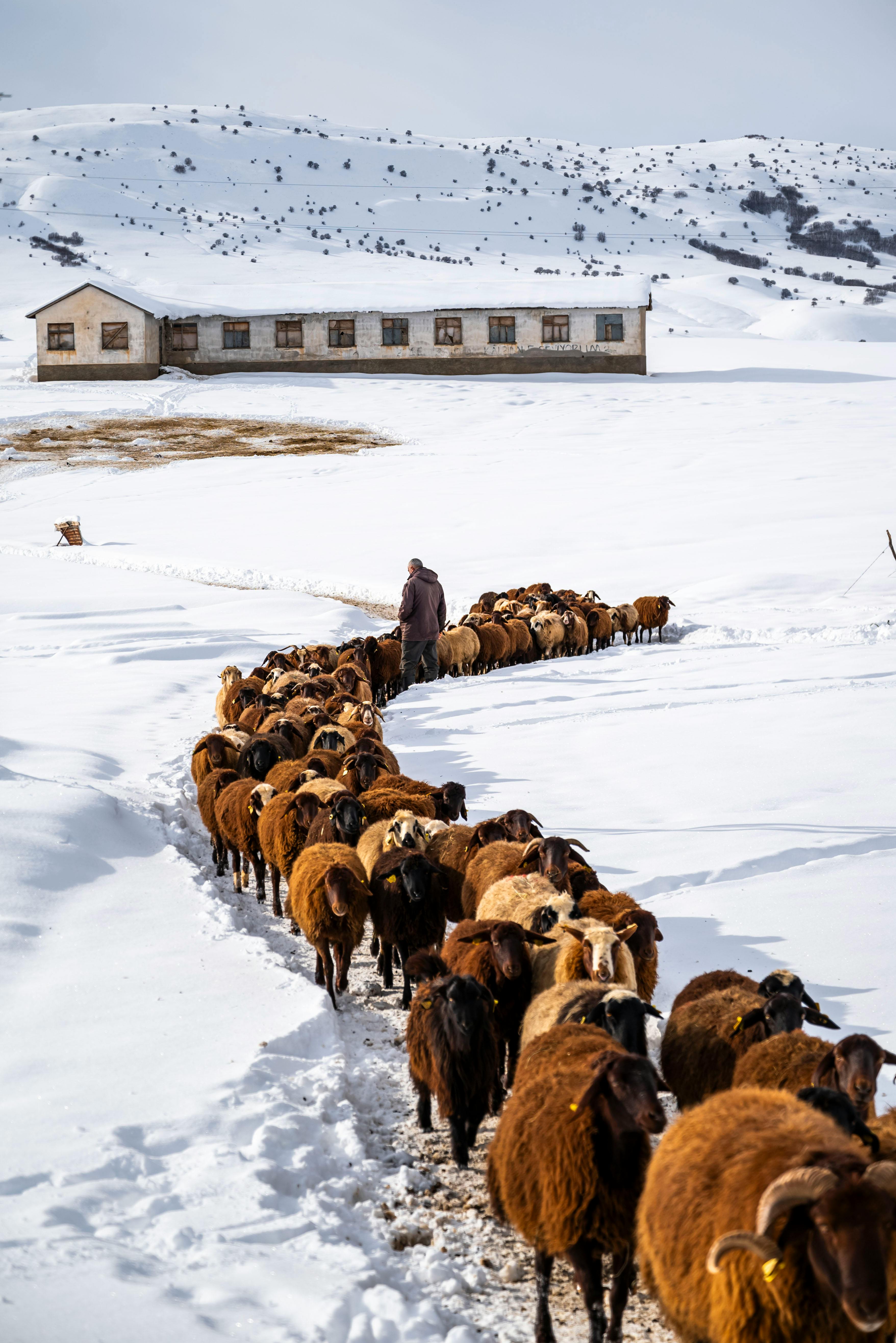A shepherd guides a flock of sheep along a snowy path with a rustic building in the background.