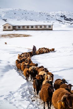 A shepherd guides a flock of sheep along a snowy path with a rustic building in the background.