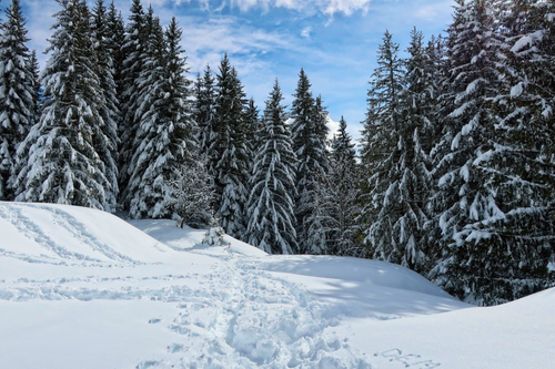 Free Explore the serene beauty of a snow-covered pine forest in Chamonix, France. Stock Photo