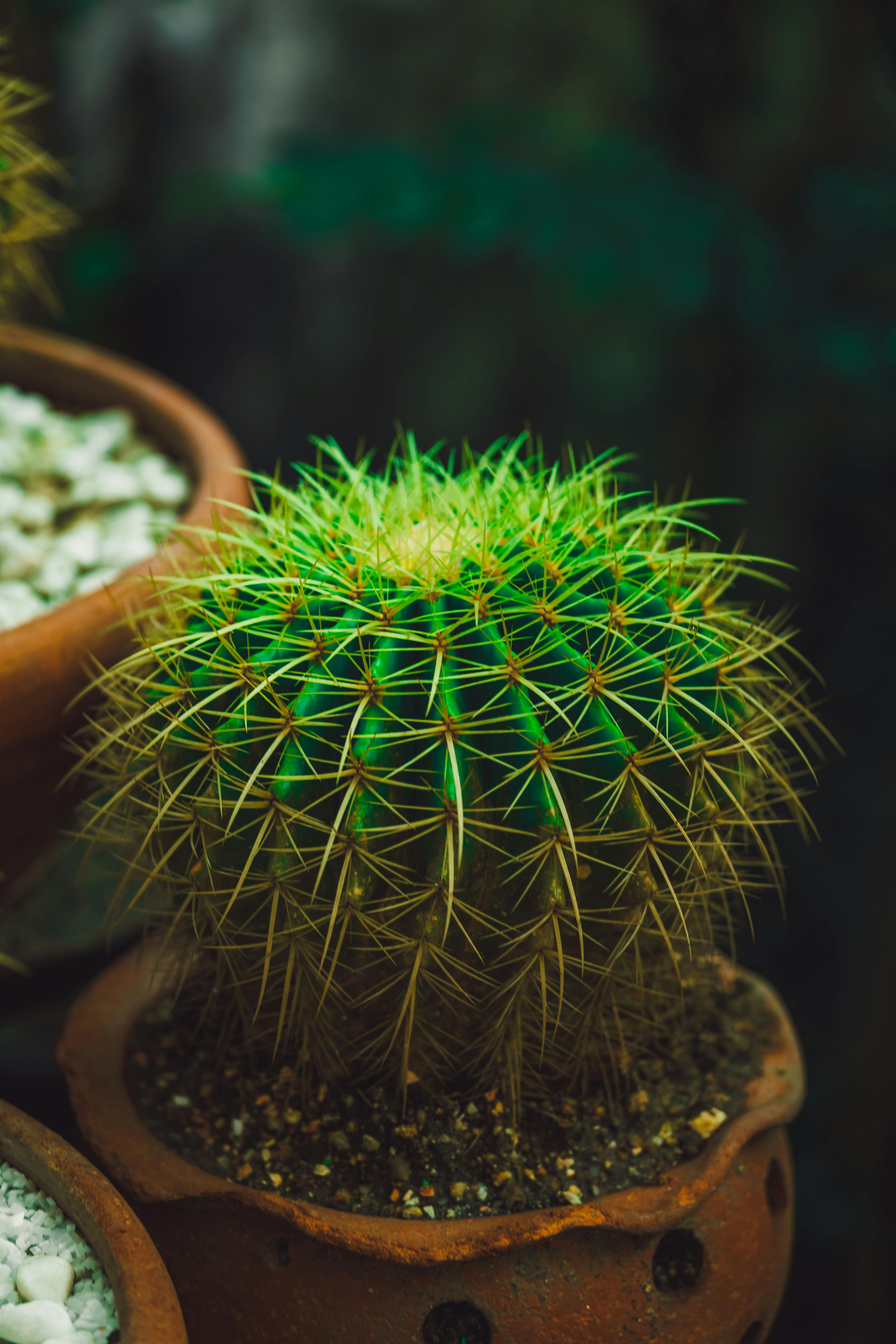 Can Nopal Cactus Help In Reducing Blood Sugar Spikes?