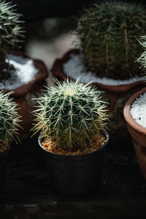Free Vibrant cacti in pots basking in sunlight, showcasing sharp spines and natural beauty. Stock Photo