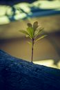 growth