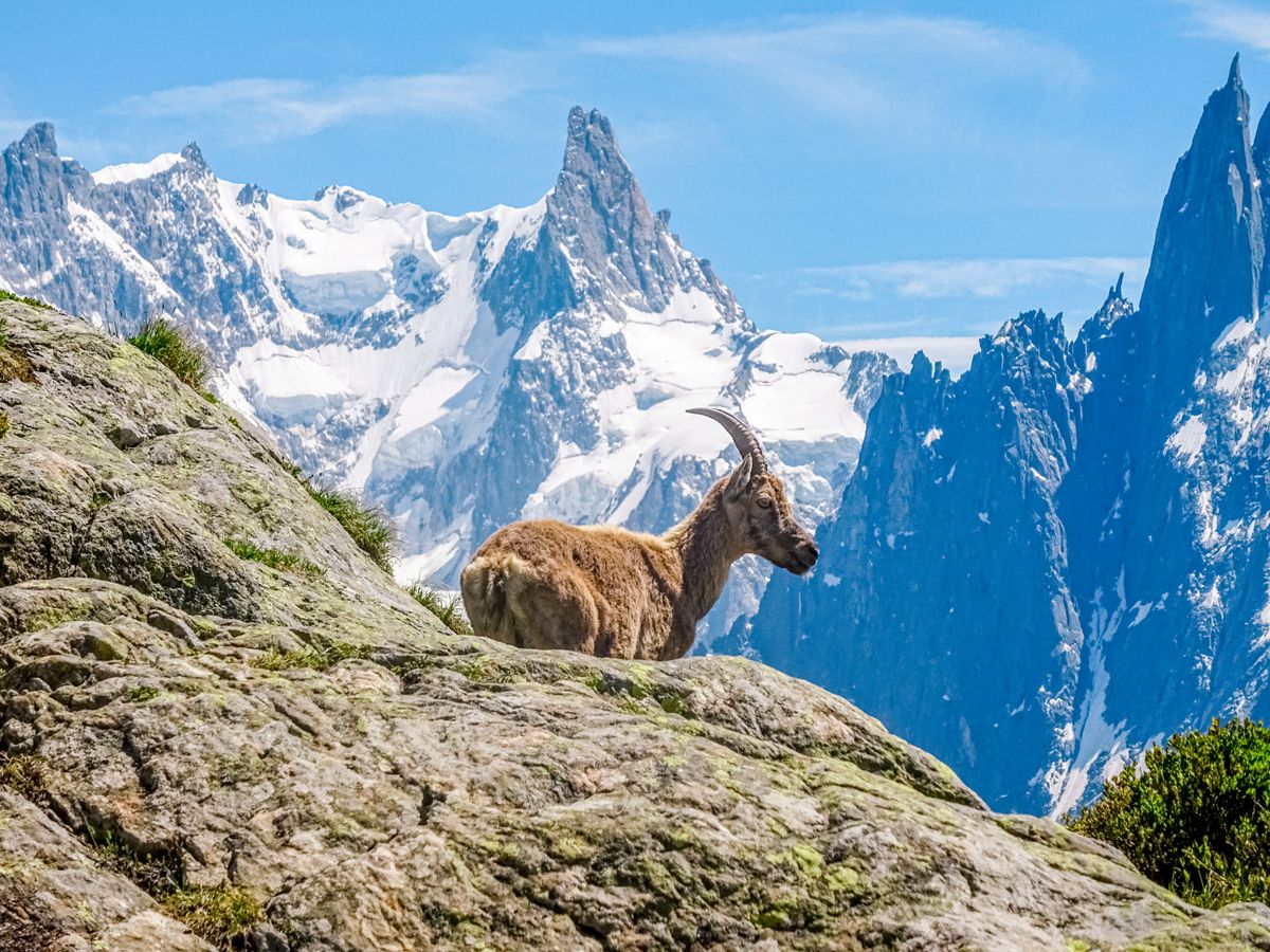 An ibex resting on rocks with the Chamonix aiguilles behind