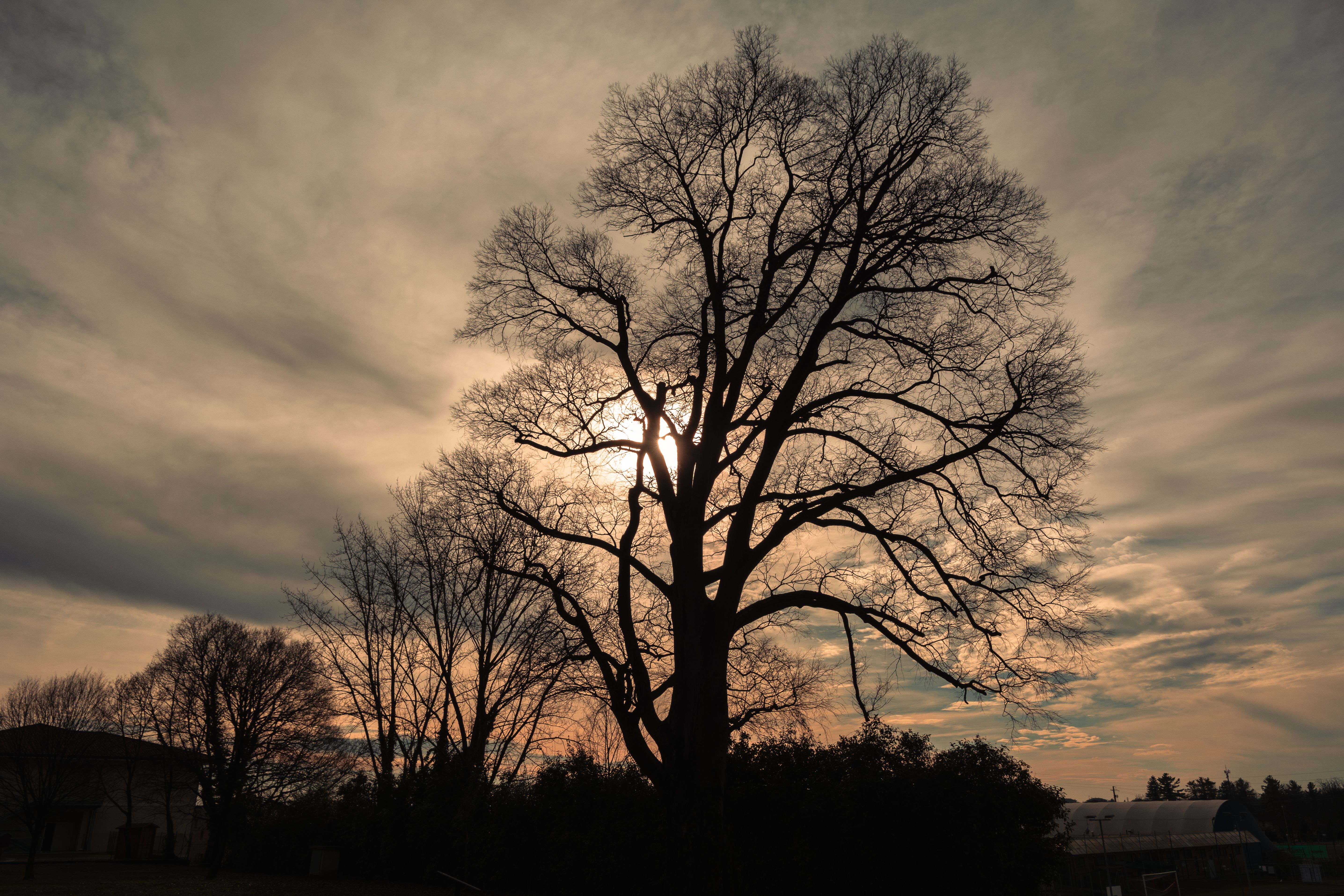 Silhouette of Bare Tree Against Dramatic Sky · Free Stock Photo