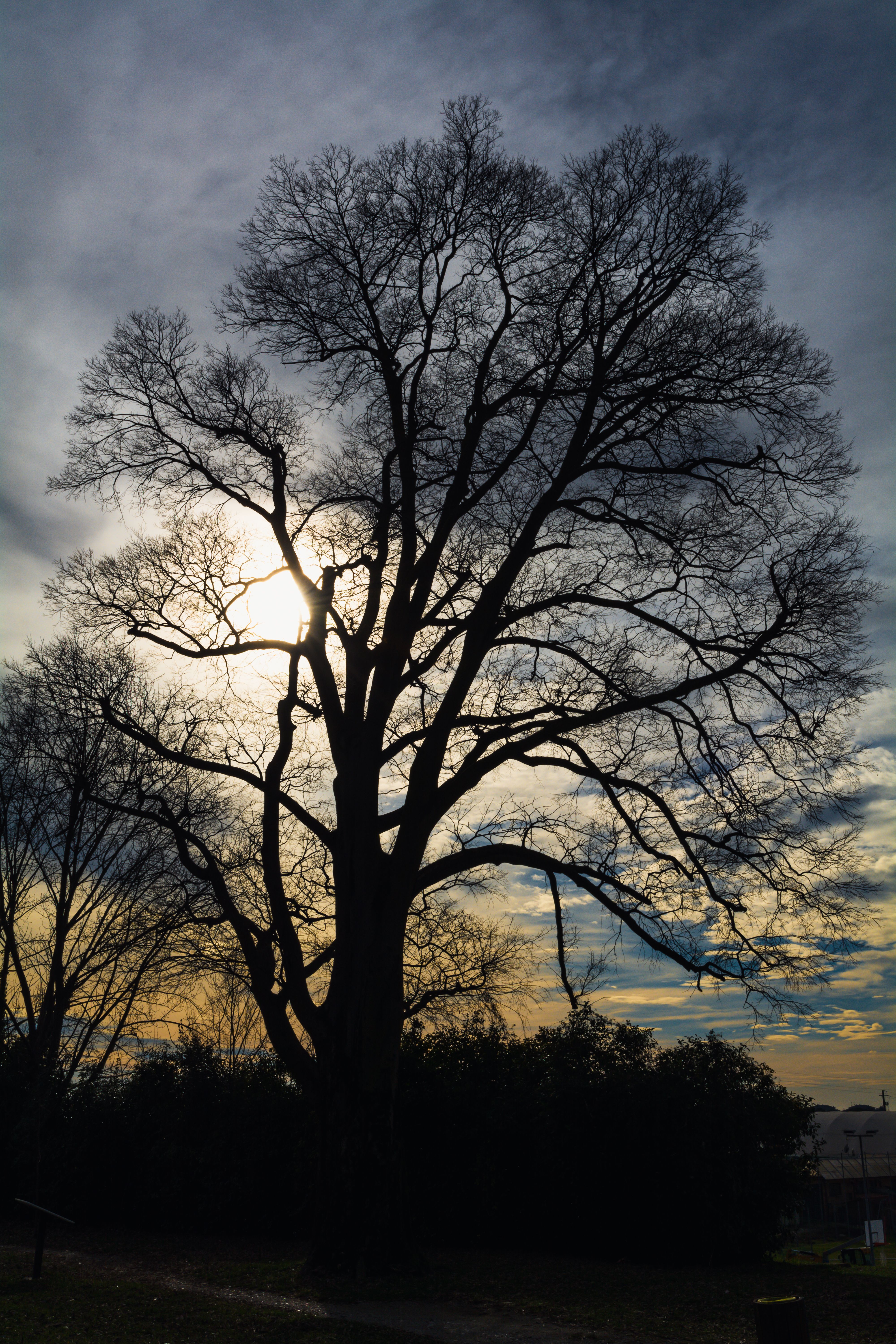 Majestic Tree Silhouette Against Sunset Sky · Free Stock Photo