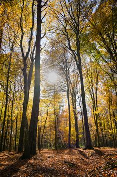 Golden autumn trees basking in sunlight creating a majestic forest scene.