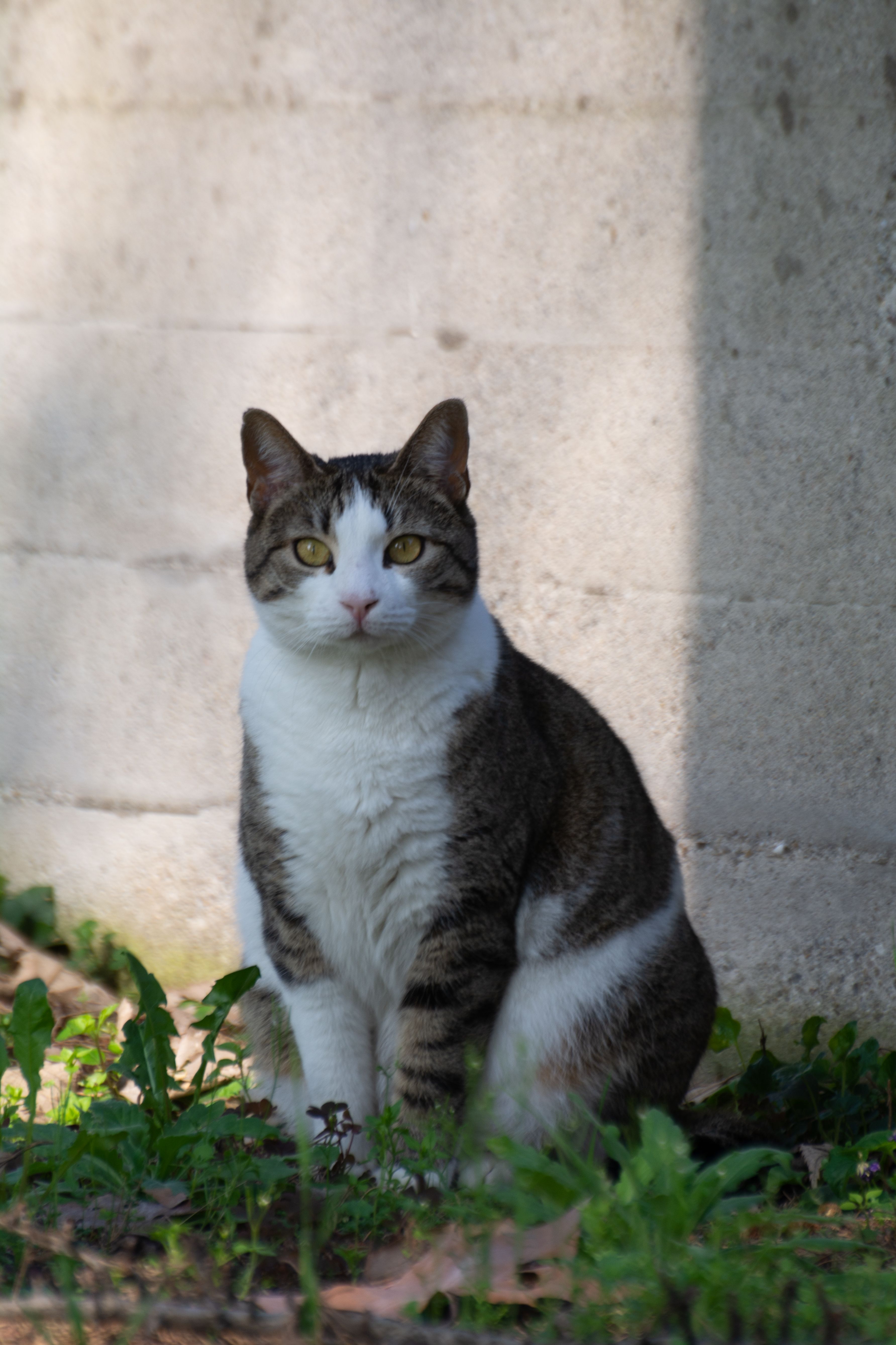 Tabby cat with white fur sitting in shadow on a sunny day outdoors.