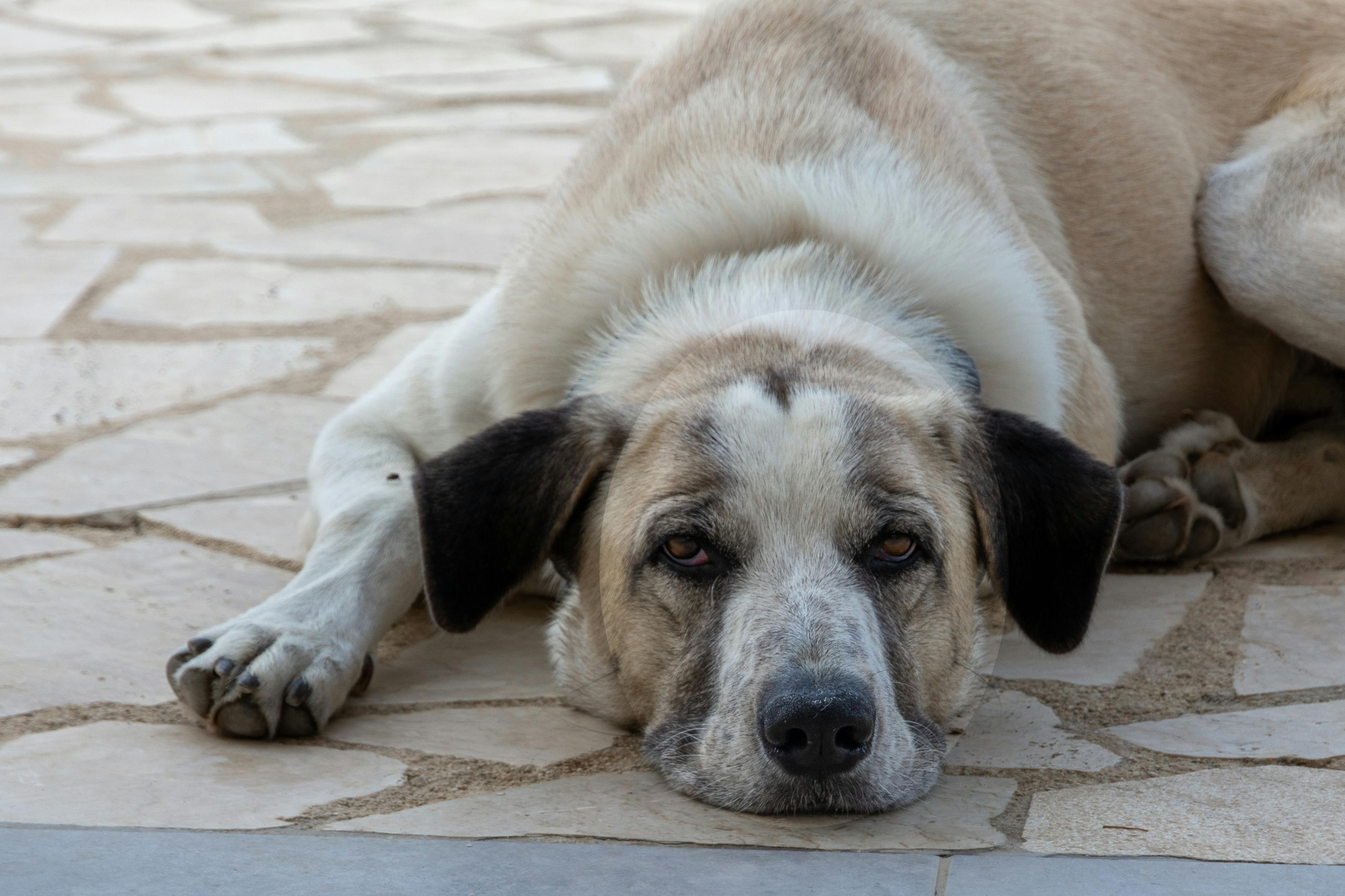 Kącik dla psa z legowiskiem na macie EVA i dywanem w spokojnych barwach
