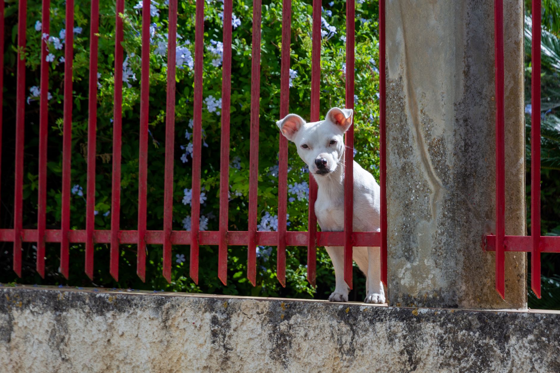 フェンスの向こうにいる、白い犬