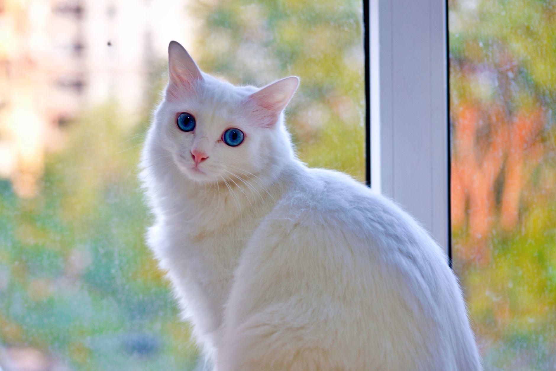 Elegant white cat with striking blue eyes at a window, surrounded by natural light.