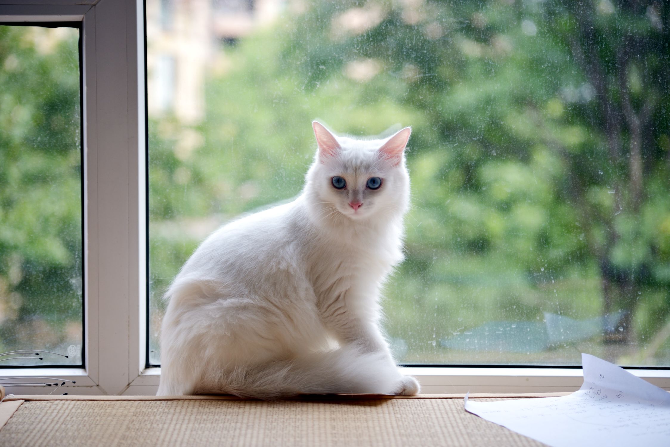 White Cat with Blue Eyes Sitting by a Window · Free Stock Photo