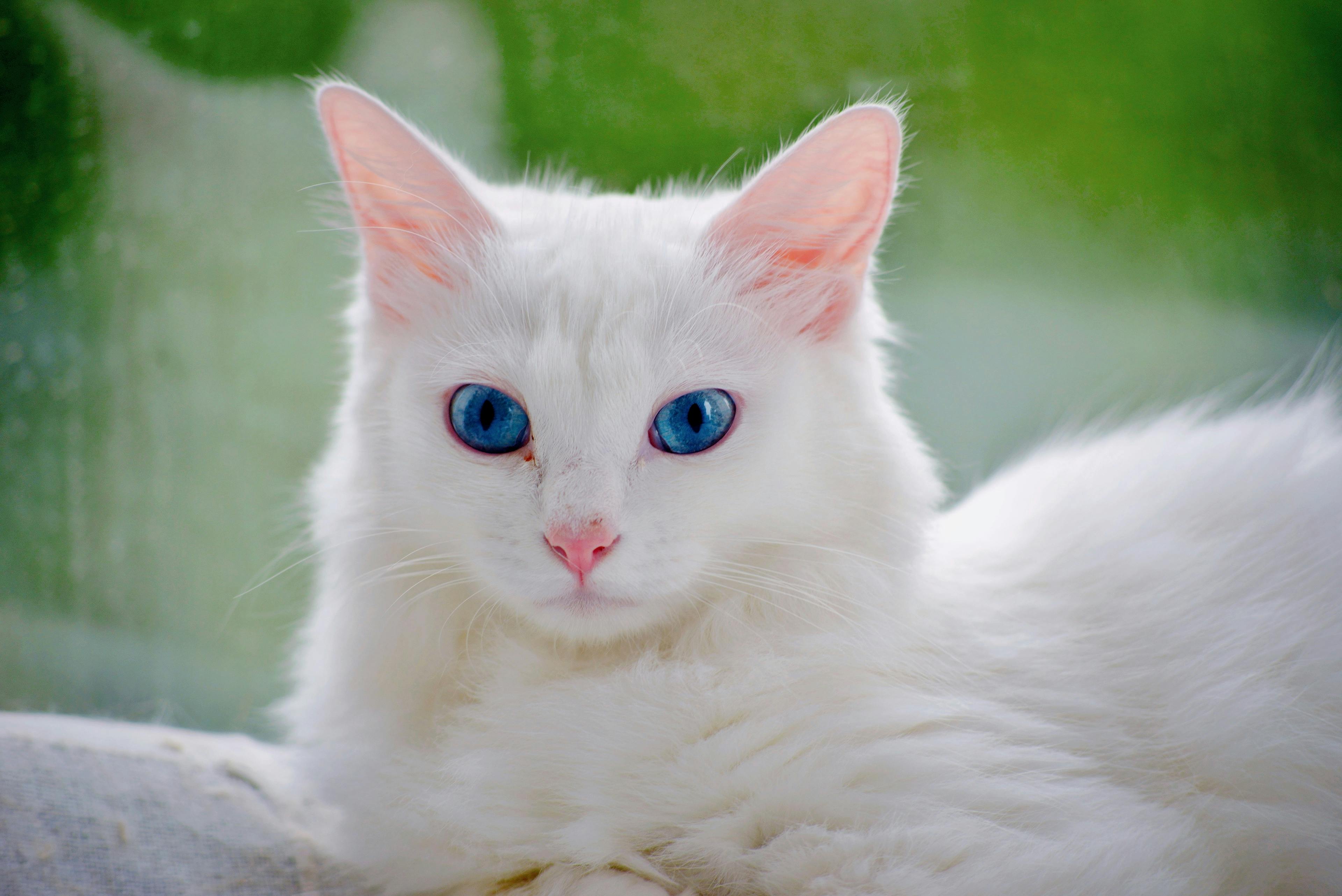 pet technology contact — Photo by 大 董 on Pexels