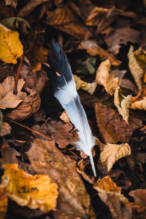 Free A single feather resting on a bed of colorful autumn leaves in Bielefeld, Germany. Stock Photo