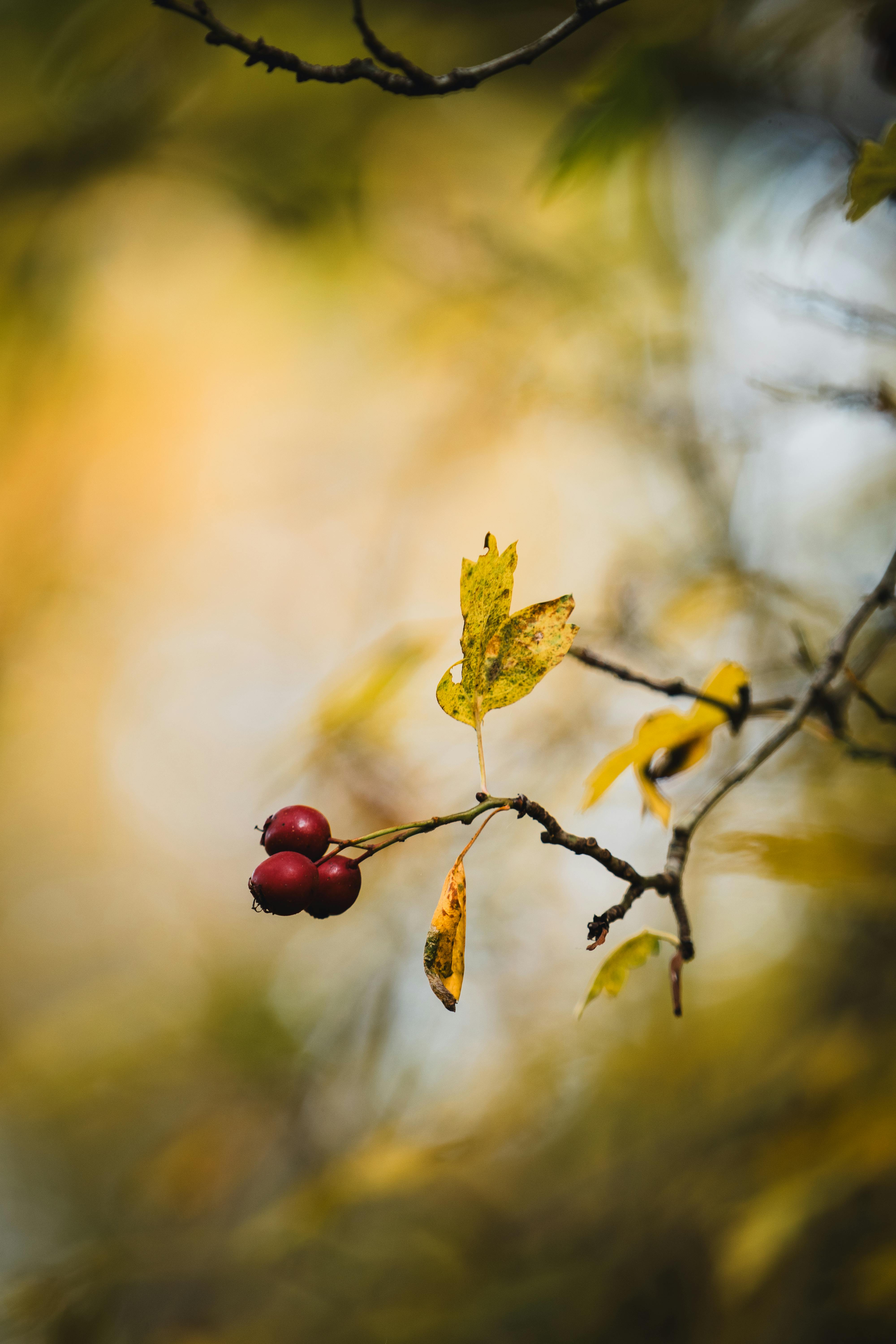 Kiralık Daire Seçiminde Bütçe Rapor Analizi: Doğru Karar İçin 7 Kritik Nokta