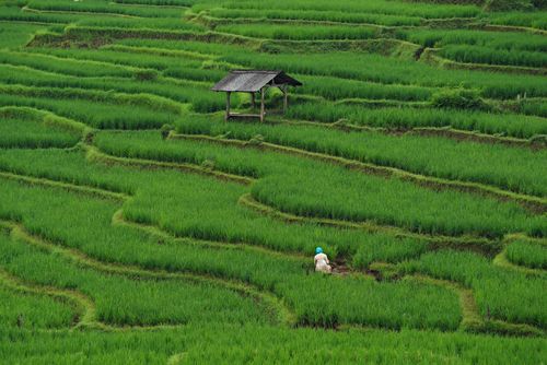 Free A lone farmer tending to the vibrant rice terraces, showcasing peaceful rural life. Stock Photo