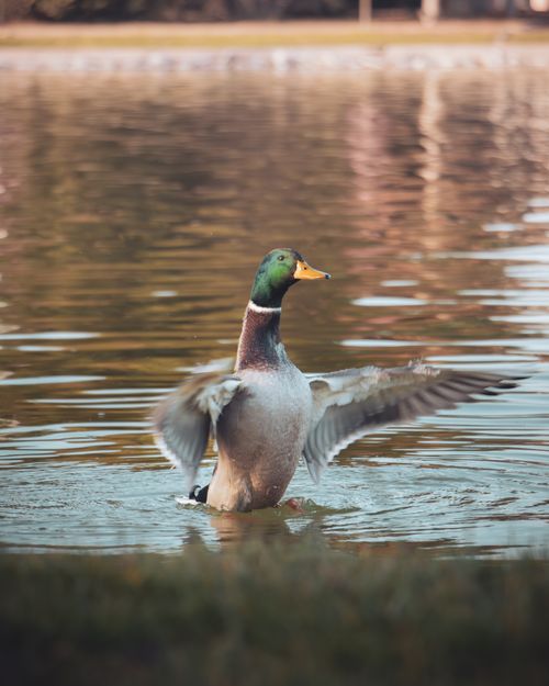 Free A mallard duck splashing in the serene lake of Eskişehir, captured in a beautiful autumn setting. Stock Photo