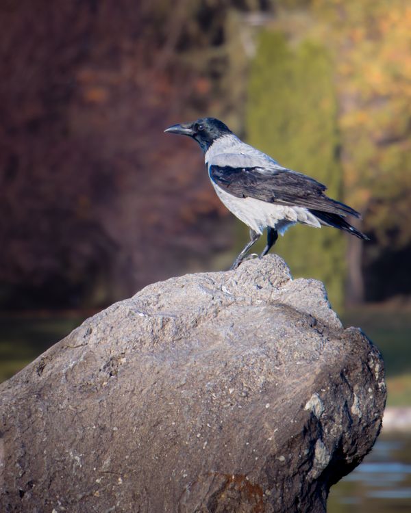 Crows Using Rocks Hooded Crow Perched on Rock in Eskişehir · Free Stock Photo