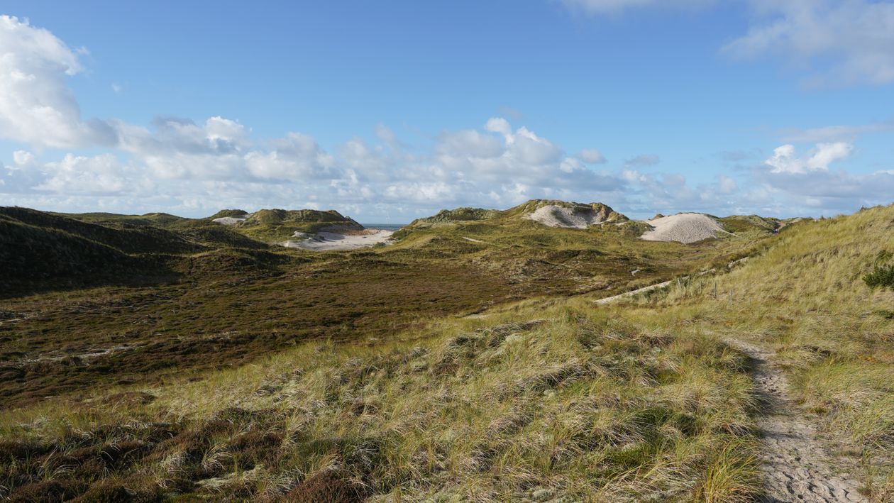 Sande Denmark Serene Dunes in Hvide Sande, Denmark Landscape · Free Stock Photo
