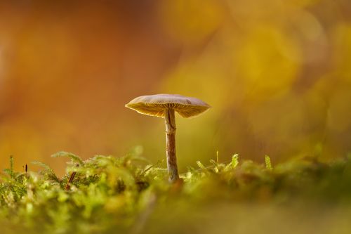 Free A solitary mushroom standing on moss in a vibrant autumn forest. Stock Photo