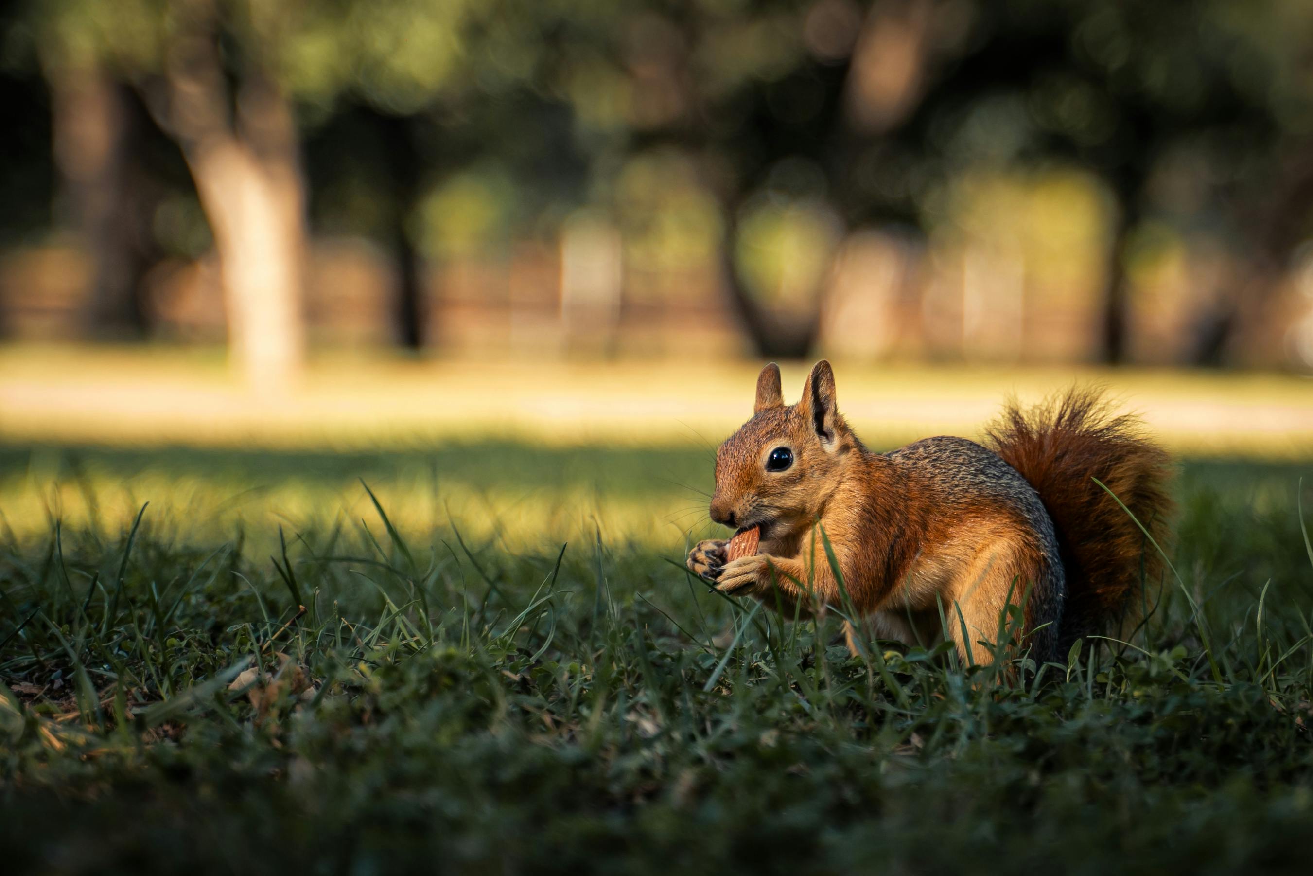 Close-up of a squirrel enjoying a nut on grassy ground in a sunny park in Bursa, Türkiye.