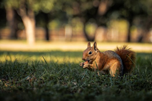 Close-up of a squirrel enjoying a nut on grassy ground in a sunny park in Bursa, Türkiye.
