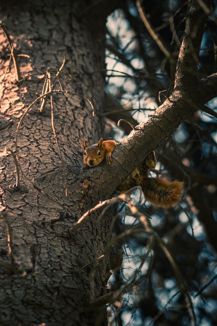 A captivating squirrel perched on a tree branch in a forest setting in Bursa, Türkiye.