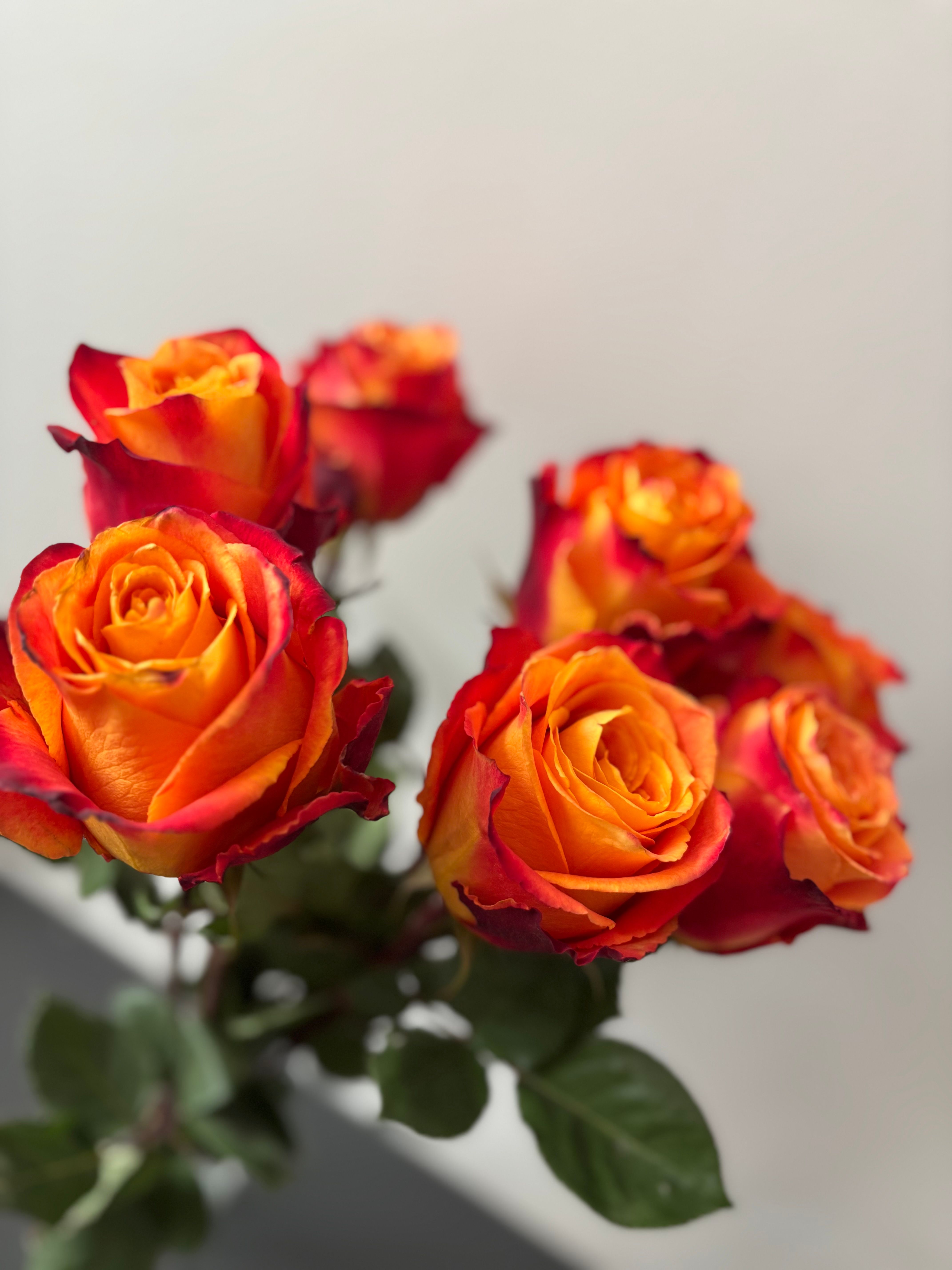 Vibrant Orange and Red Roses in Soft Light · Free Stock Photo