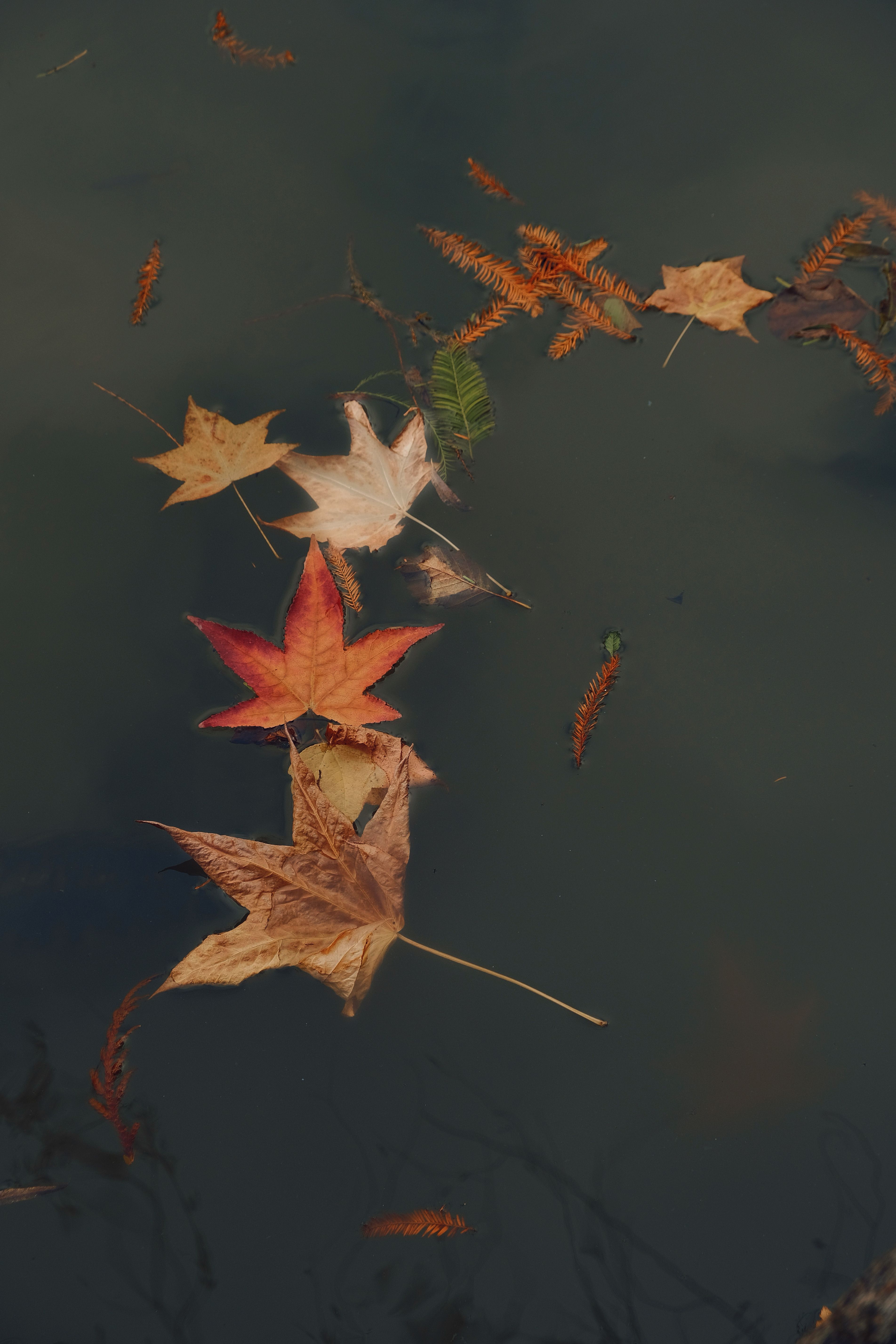 Serene Autumn Leaves Floating on Water Surface · Free Stock Photo
