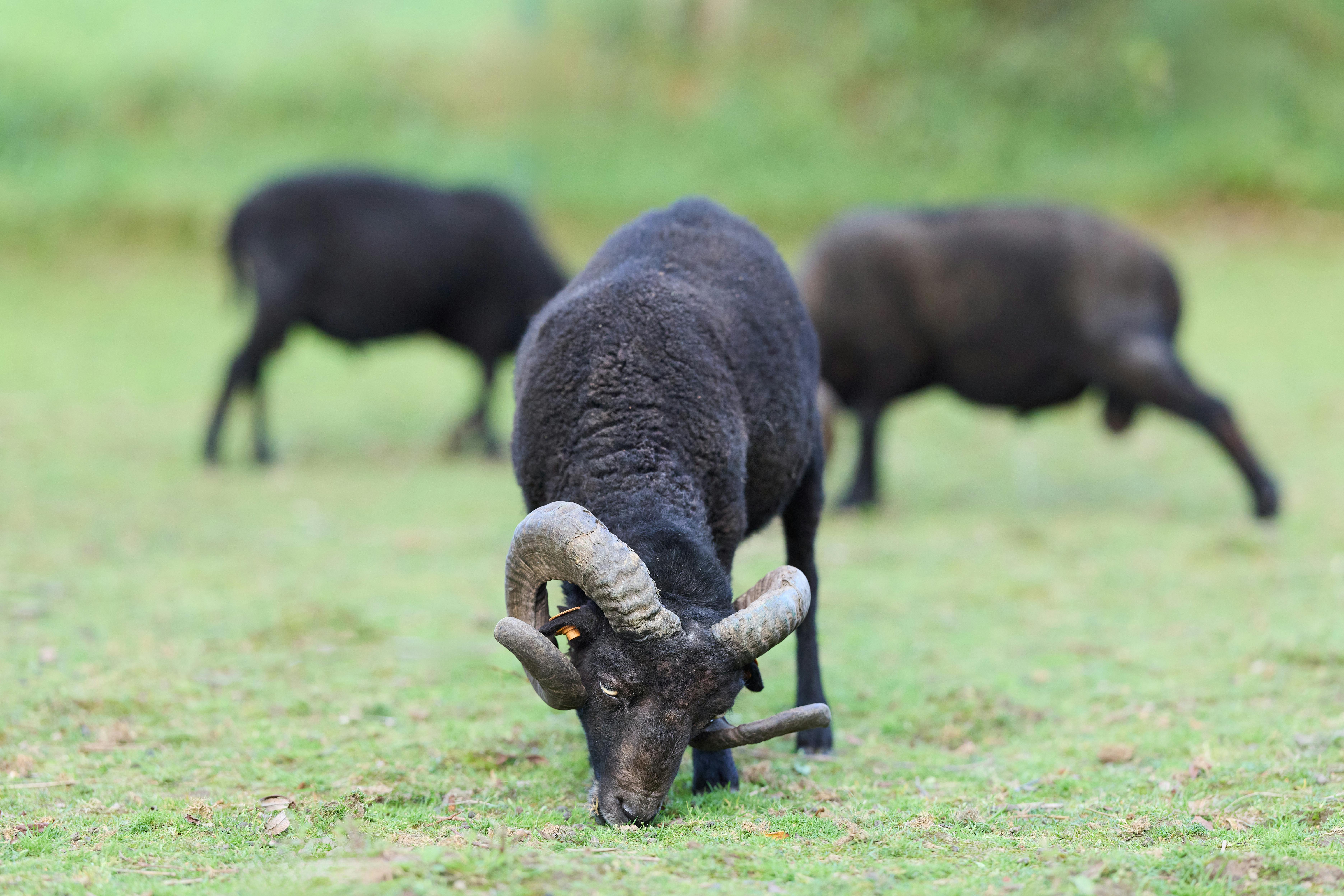grátis Foto profissional grátis de @exterior, agricultura, animais selvagens Foto profissional