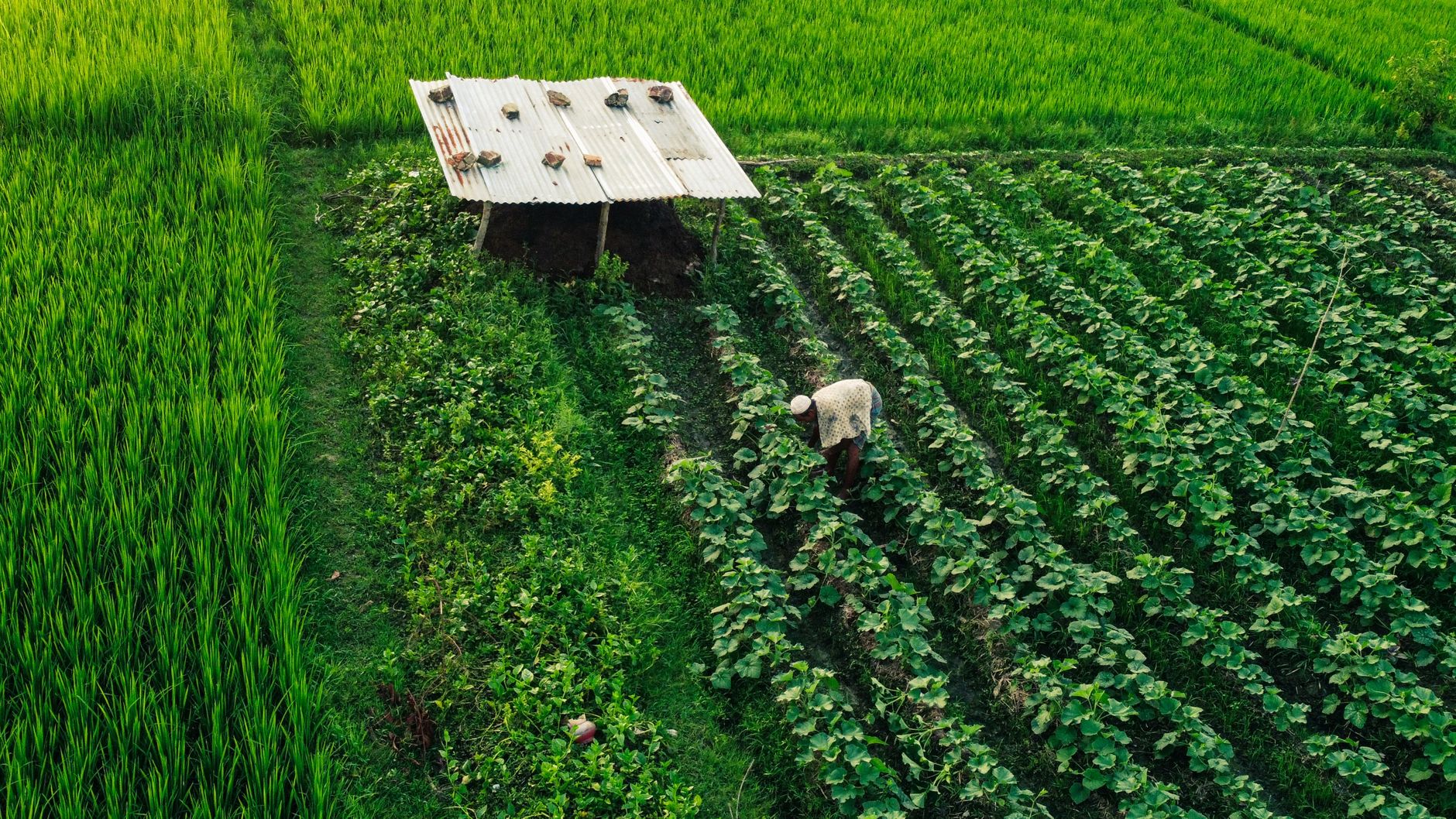 An aerial shot of a farmer working in lush green fields under a corrugated metal shelter.