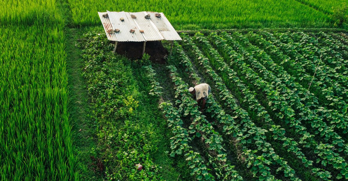 Farmers Prioritize Proven ROI in Adopting New Agricultural Technologies