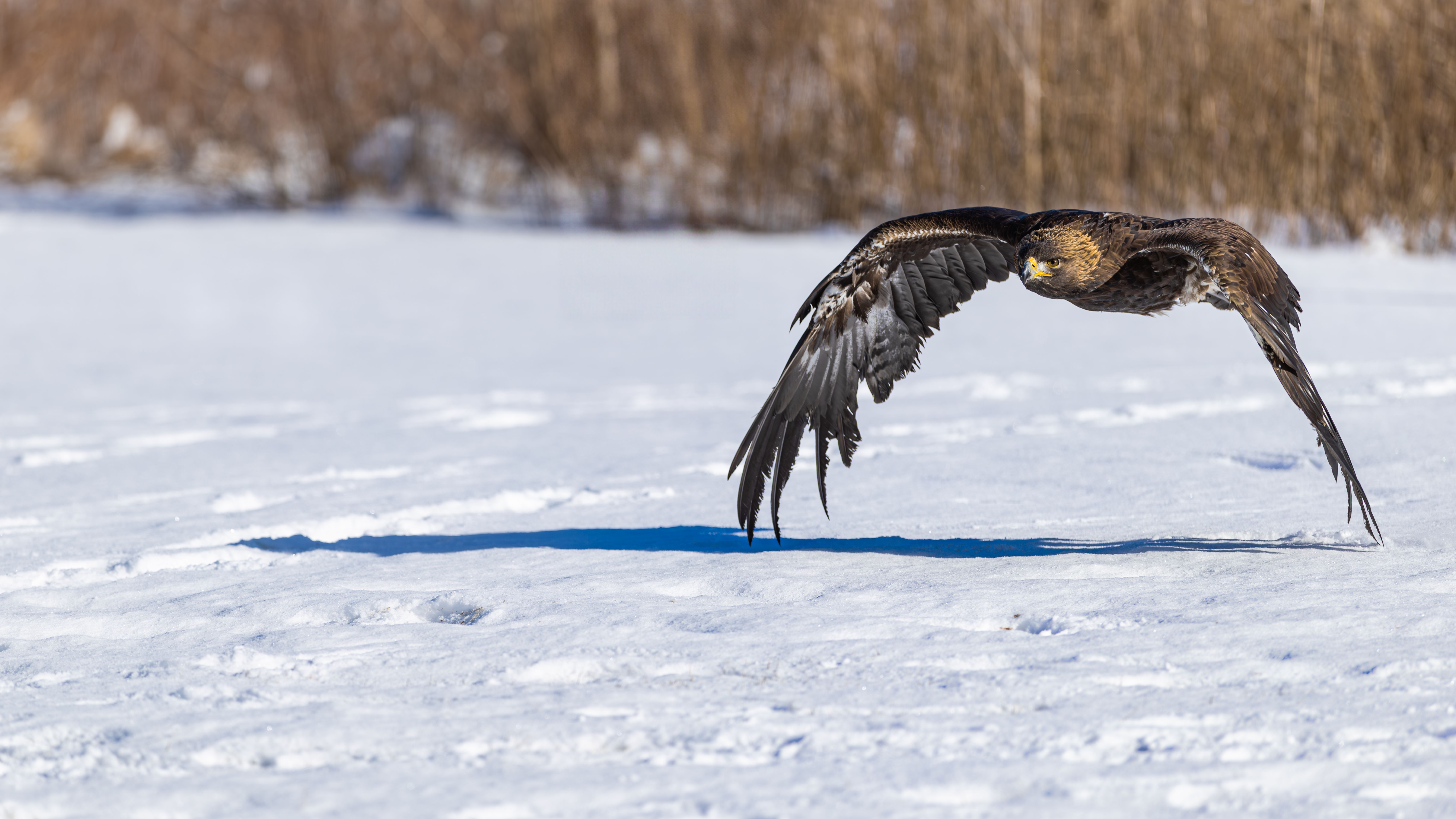 Golden Eagle in Flight Over Snowy Landscape · Free Stock Photo