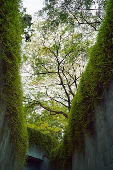 A soothing view of trees and greenery framed by urban concrete walls.