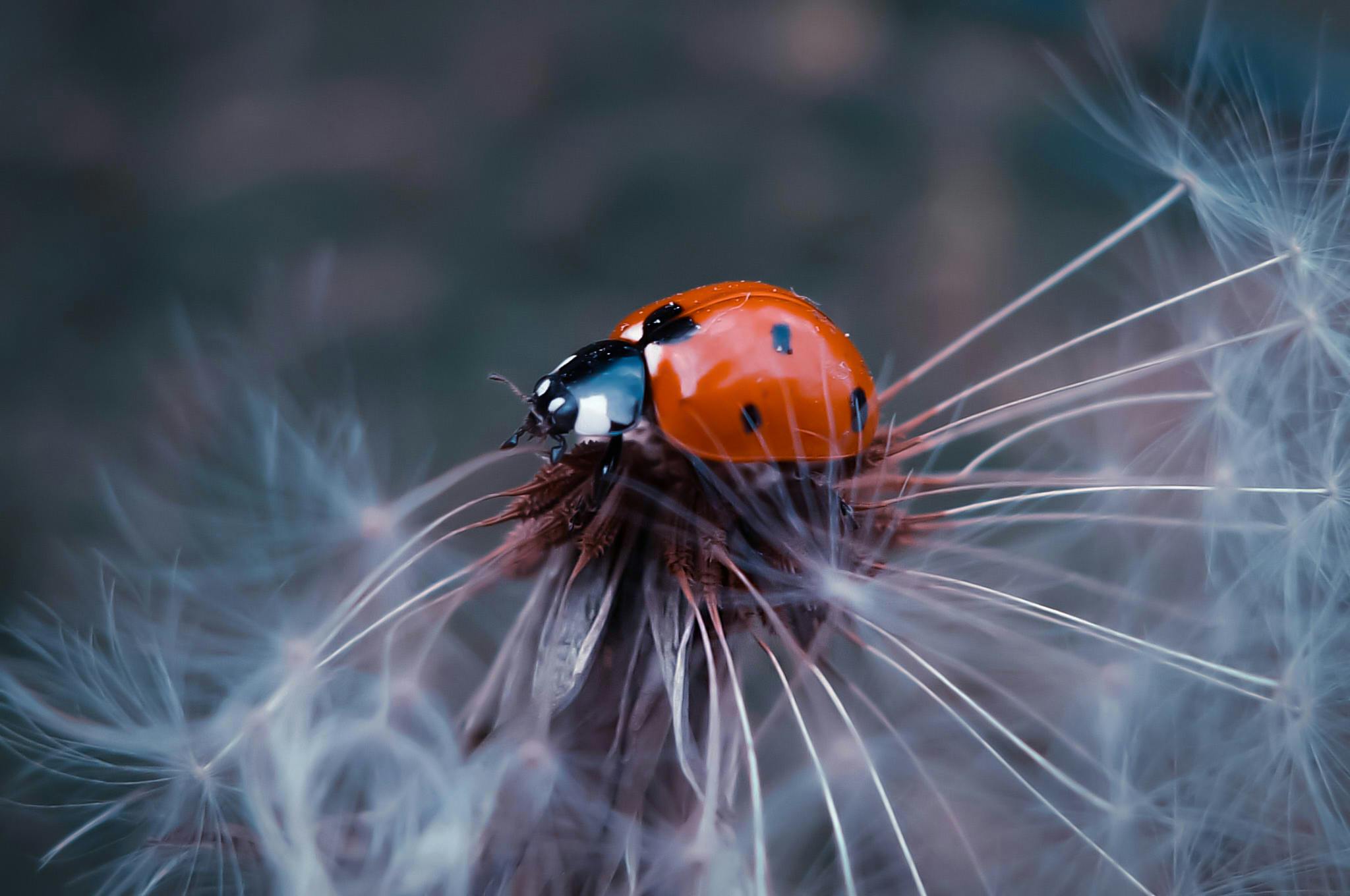 Free stock photo of #macro #spring #nature #small #ladybird #wisps