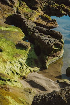 Beautiful rock formations with green algae along a coastline, creating an earthy and vibrant scene.