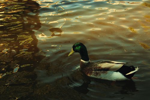 Free A serene mallard duck glides across calm waters, showcasing its vibrant plumage. Stock Photo