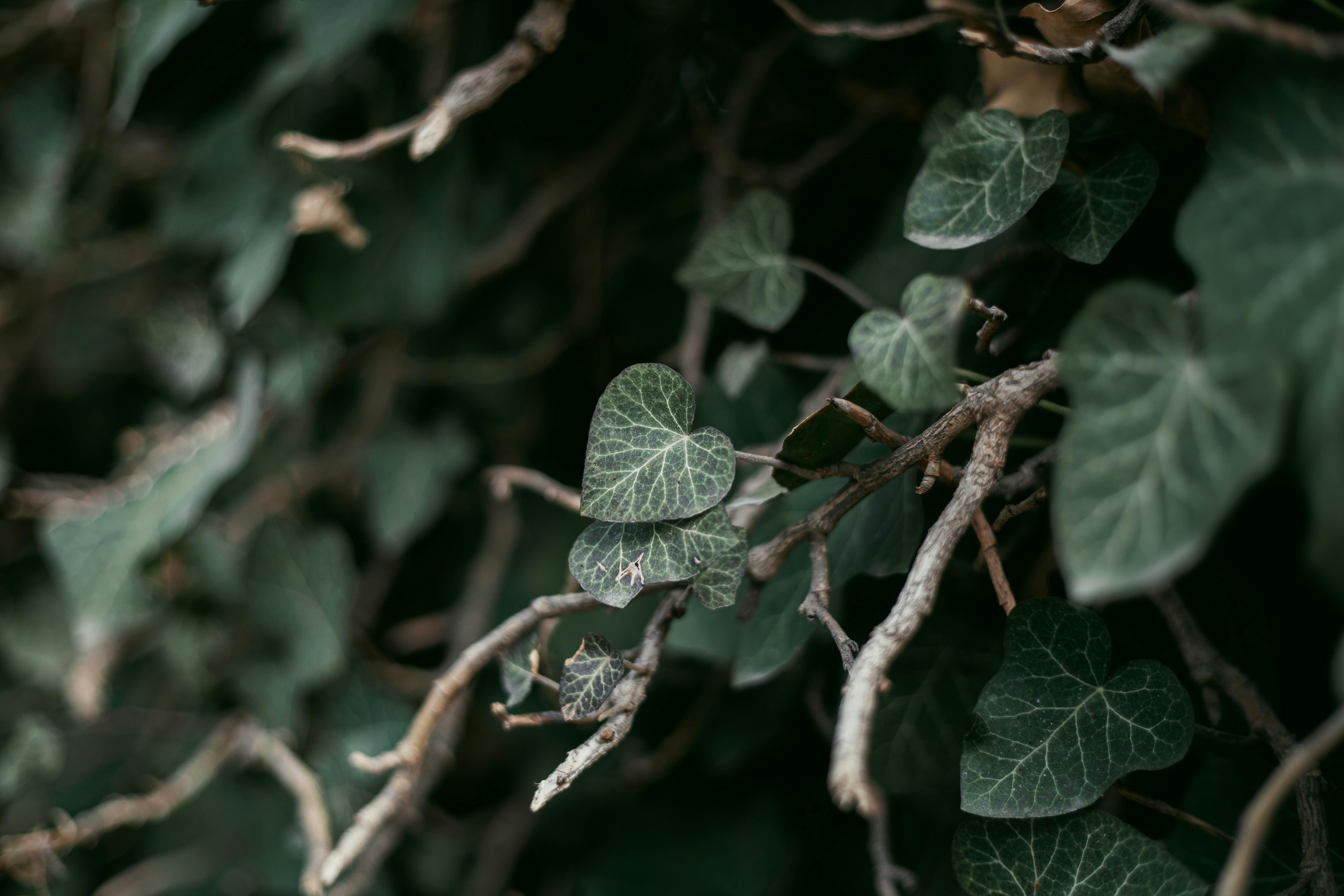 Detailed close-up of green ivy leaves and twigs showcasing nature's intricate patterns.