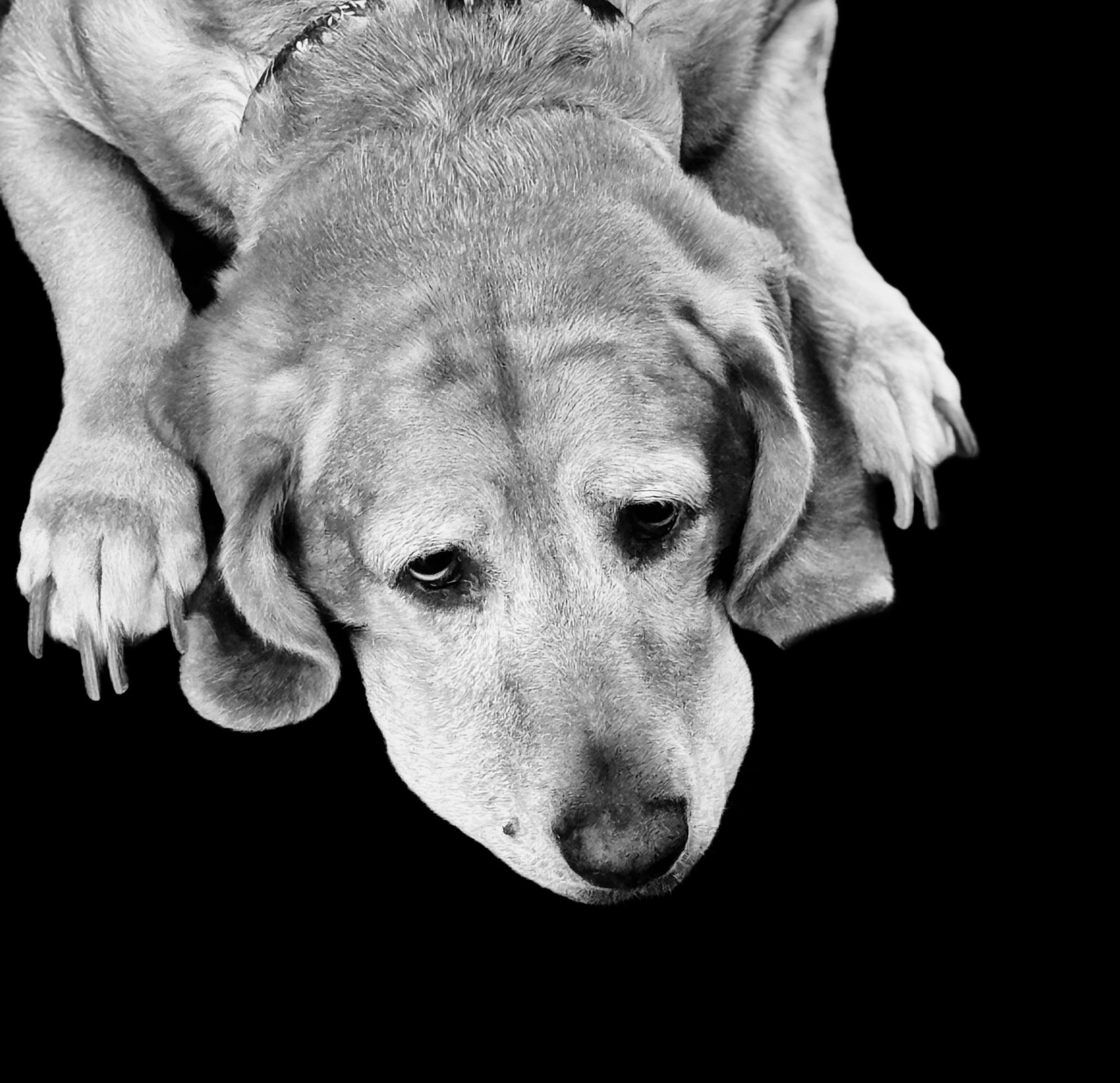 Labrador va qiz jinsiy aloqa