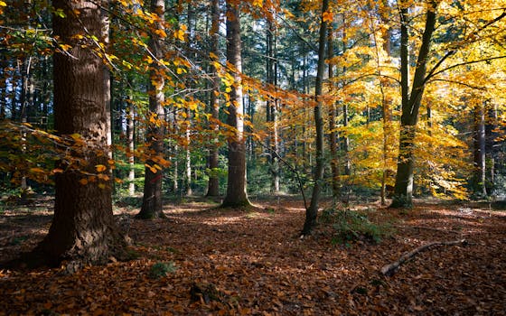 Serene autumn forest with colorful foliage in Maria Hoop, Limburg.