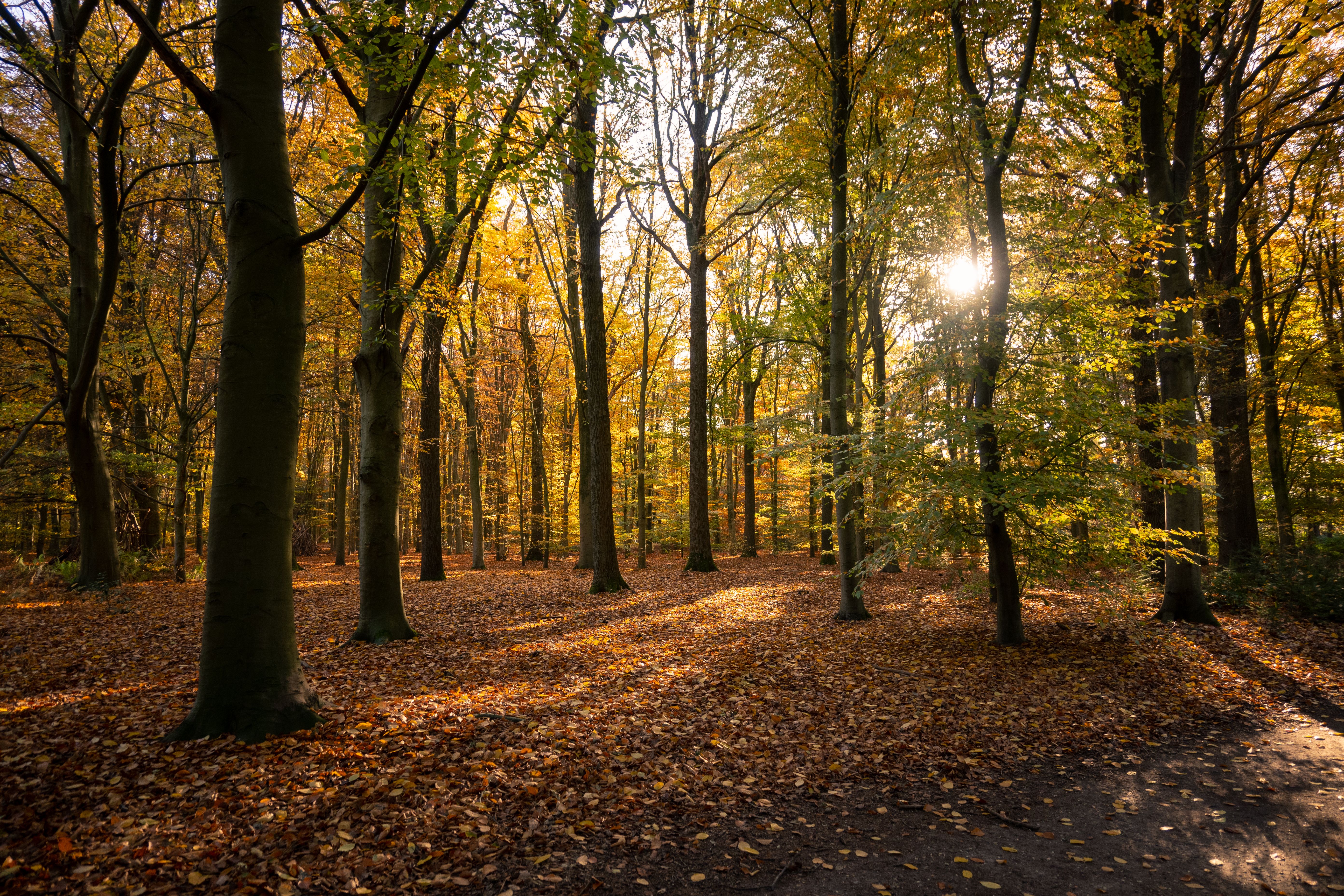 Tuin met slimme lichten op gezellige najaarsavond.