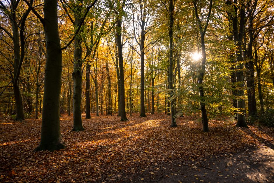 Tuin met slimme lichten op gezellige najaarsavond. Tuin met slimme lichten op gezellige najaarsavond.