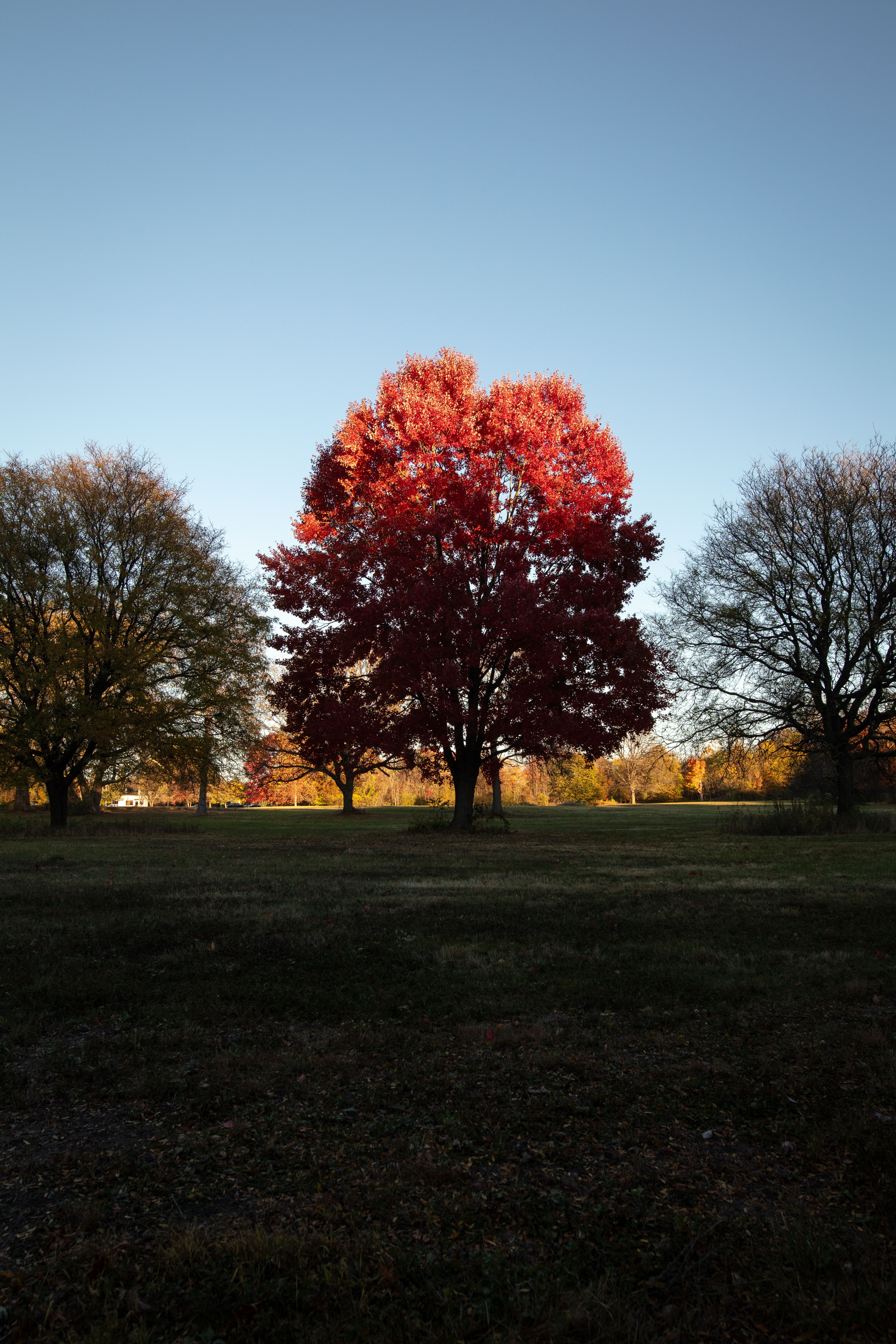 Vibrant Red Maple Tree in Detroit Park during Fall · Free Stock Photo