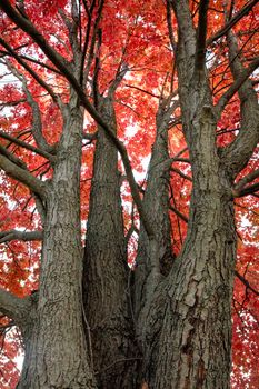 Majestic red maple tree showcasing vibrant autumn foliage in Detroit, Michigan.