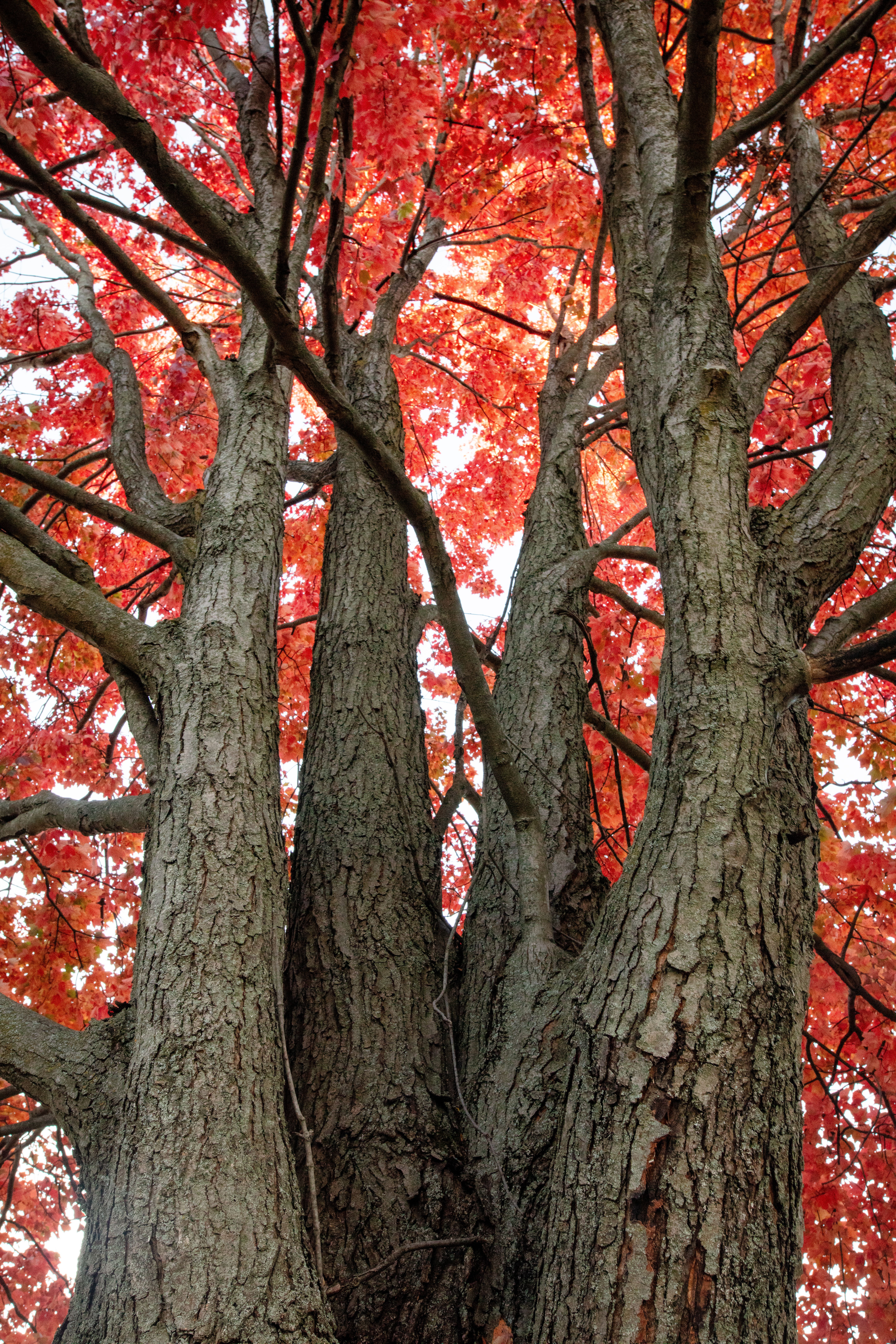 The Beautiful Maple Tree