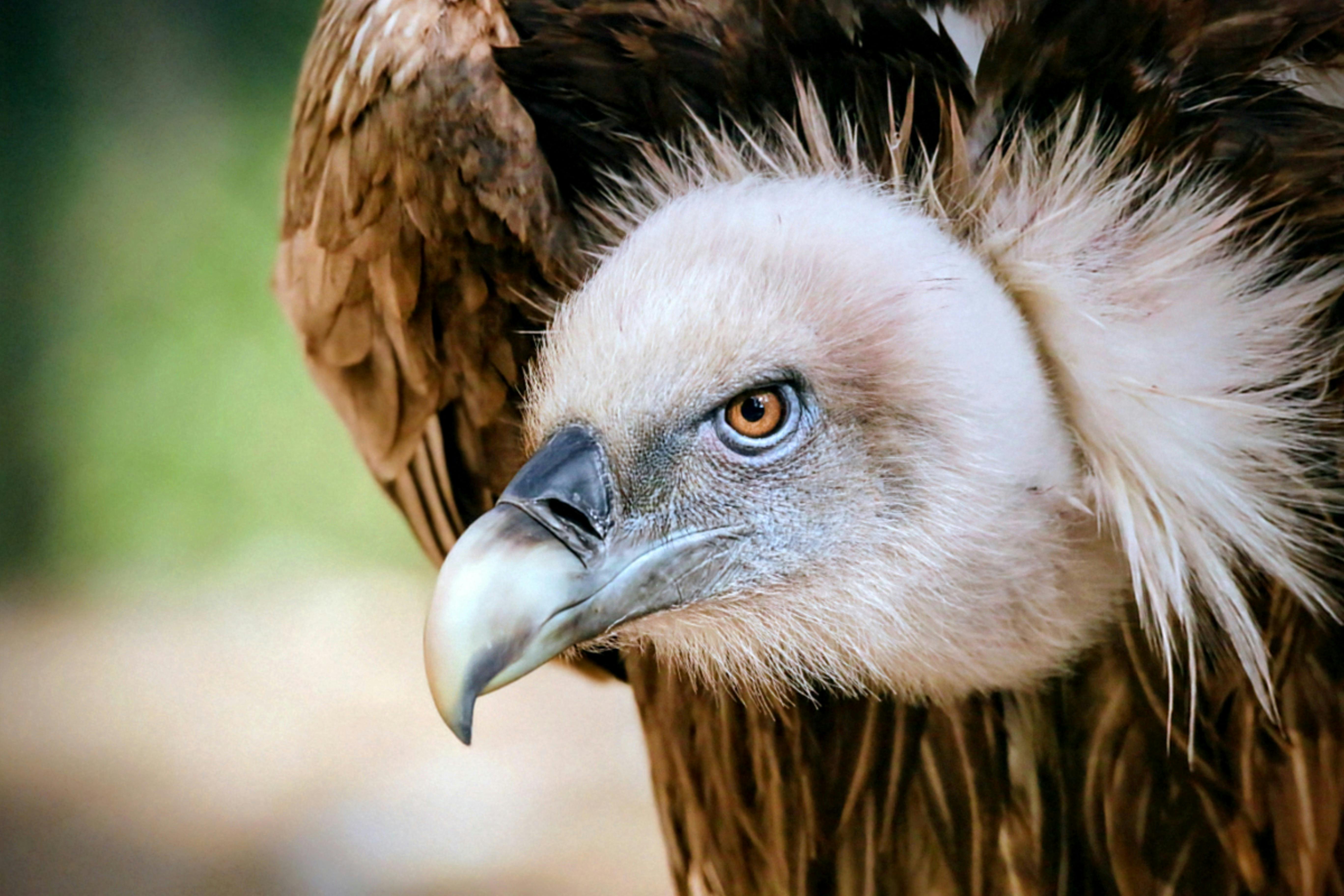 財經青紅燈｜小沈過去也曾扮演禿鷹角色？深度解析財經爭議