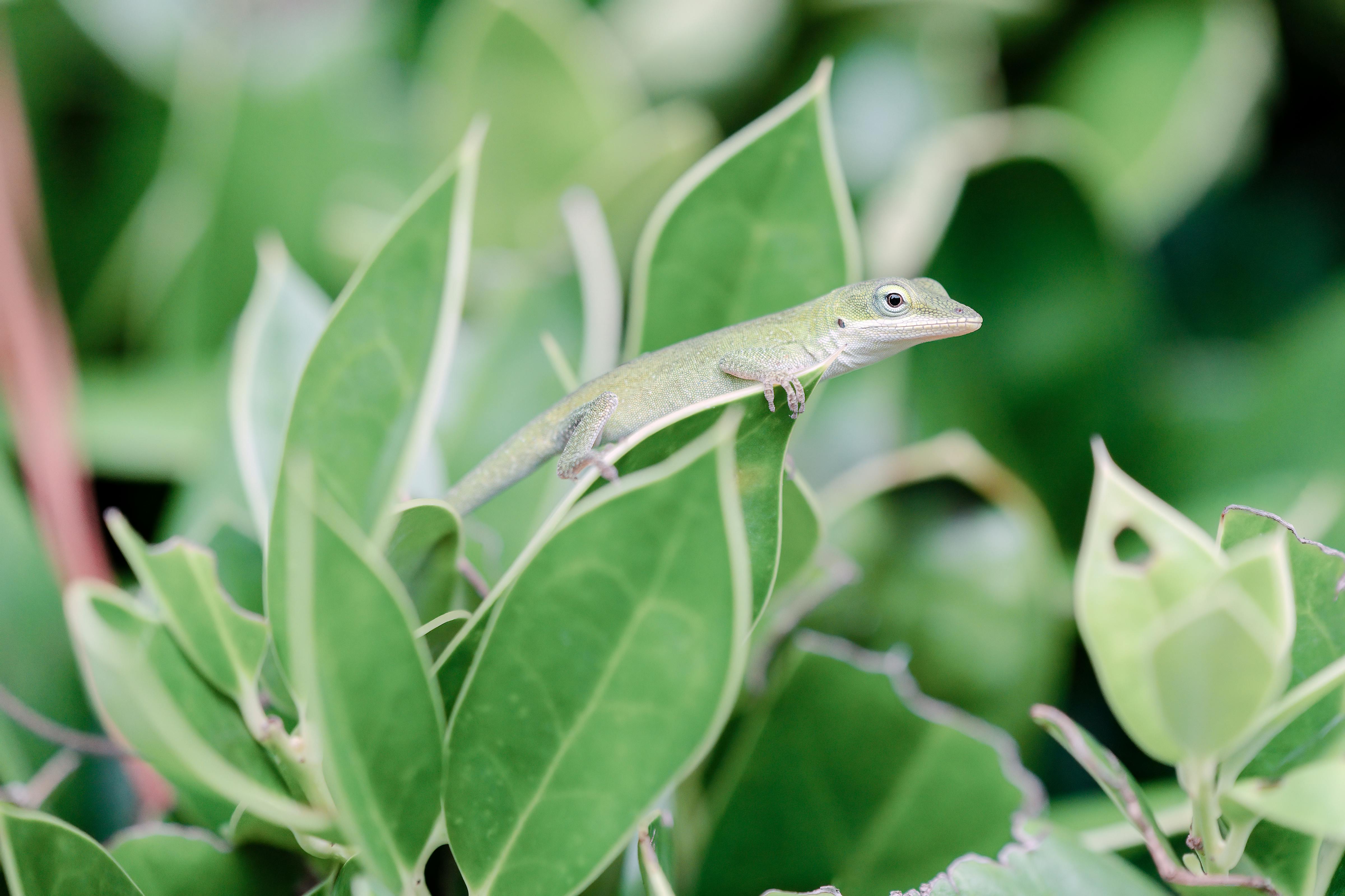 財經：黃仁勳返台探神山 韓炸雞吃完仍念台積電 法人連六賣台積股
