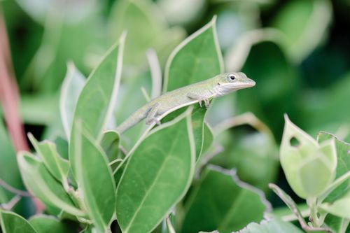 Free A green anole (Anolis carolinensis) perched on lush foliage in Columbia, South Carolina. Stock Photo