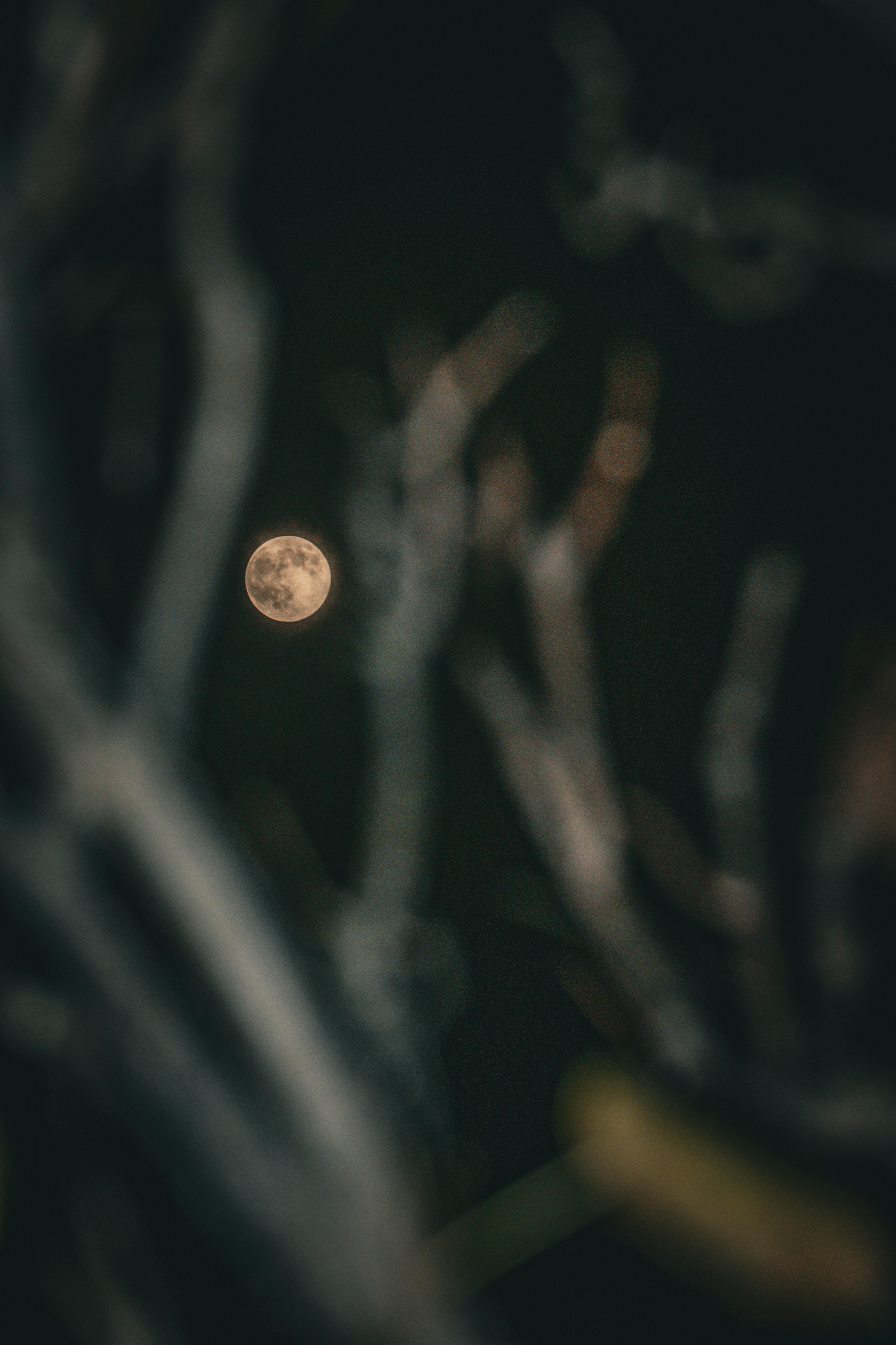 De franc La lluna plena brilla a través de les branques siluetejades a la nit, creant una atmosfera misteriosa. Foto d'estoc