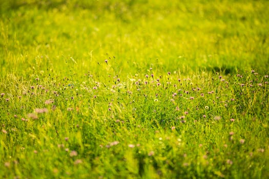 Green Grass Image