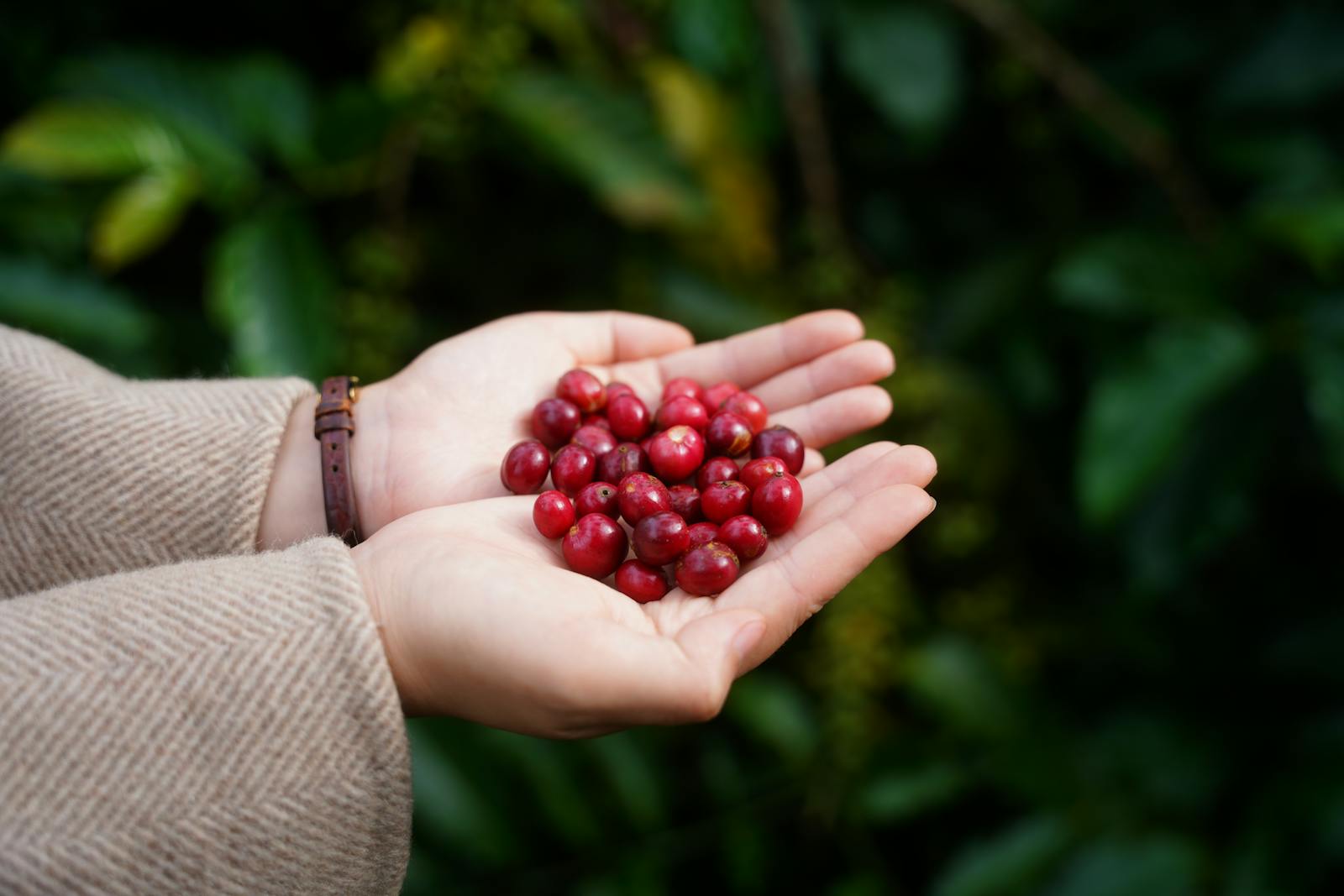 Hands holding ripe coffee cherries against green leaves outdoors